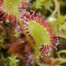 Sundew drosera rare for sale  STOKE-ON-TRENT