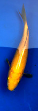 Honey chagoi koi for sale  CHATHAM