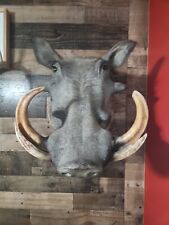 African warthog taxidermy for sale  New Douglas