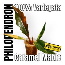 Philodendron caramel marble gebraucht kaufen  Berlin
