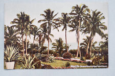 Miami, Flórida - Coqueiros em palmeiras reais comprar usado  Enviando para Brazil