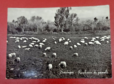Sardegna pascoli pecore usato  Trecate
