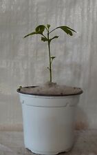 Maidenhair tree ginkgo for sale  PRESTON