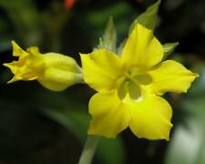 Rare graines pachypodium d'occasion  Sanary-sur-Mer