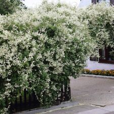 Fallopia baldschuanica climbin for sale  GLASGOW