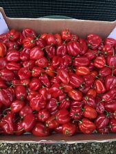 250 grammi peperoncino usato  Dolo