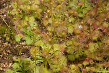 Drosera andersoniana seed for sale  Shipping to Ireland