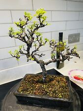 Firethorn bonsai tree for sale  CASTLEFORD