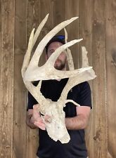 Weathered real whitetail for sale  Port Matilda