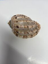 Harpa Major shell 3.5” Oiled, used for sale  Shipping to South Africa