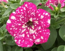 Trailing petunia baby for sale  BELLSHILL