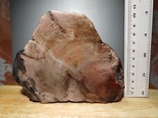 1941g large petrified for sale  ROMFORD