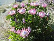 Protea cynaroides king for sale  Shipping to Ireland