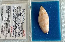 RARE  & large Voluta Amoria guttata - 51mm - Queensland, Australia for sale  Shipping to South Africa