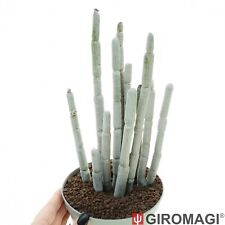 Ceropegia fusca ??????????????????????????????? - GIROMAGI Cactus & Succulent Plants for sale  Shipping to South Africa