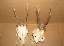 roe antlers for sale  Jacksonville