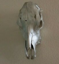 Large cow skull for sale  Fort Collins