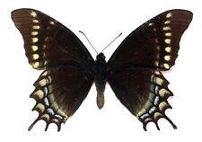 LEPIDOPTERA, PAPILIONIDAE, PAPILIO WARSCEWICZII, male PERU (mounted butterfly) for sale  Shipping to South Africa