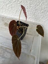 Begonia burkillii dark for sale  Shipping to Ireland