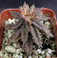 Euphorbia tulearensis seed for sale  Thousand Oaks