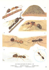 Ants wood formica for sale  DEREHAM