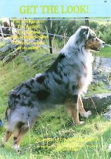 Australian shepherd belwood for sale  COLEFORD