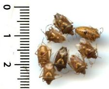 Hemiptera, pentatomidae - 7 BACTRODOSOMA PARALLELUM - Insect Entomology 1601M, used for sale  Shipping to South Africa