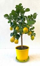 Limone carrubaro citrus usato  Valmacca