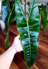 Rare huge philodendron for sale  Glenmoore