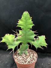 Euphorbia grandicornis vivaio usato  Massafra