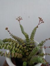 Crassula hottentot marneriana for sale  WILMSLOW