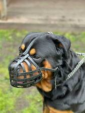 Light leather dog for sale  BLACKBURN