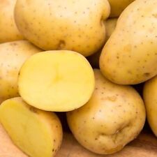 Usado, Batatas-semente de ouro Yukon | Certificado pelo USDA para plantio de 113 gramas de semente de batata 2024 comprar usado  Enviando para Brazil