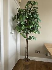 plant 6ft for sale  KINGSWINFORD