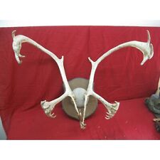 Huge caribou antler for sale  Lusby