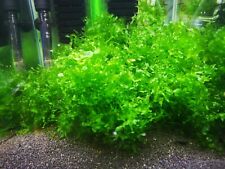 Subwassertang pellia moss for sale  PLYMOUTH