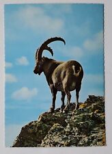 Postcard alpensteinbock bouque for sale  Custer
