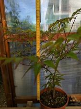 Prebonsai di Acero palmato rosso h 42 , usato usato  Volpiano