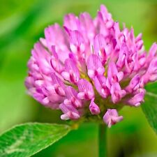 Medium red clover for sale  High Point