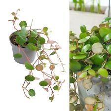 Peperomia pepperspot string for sale  GLASGOW
