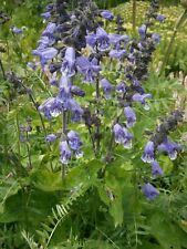 Himalayan Blue Sage-Salvia hians - 5+ semillas-graines-semillas-F 190 segunda mano  Embacar hacia Spain