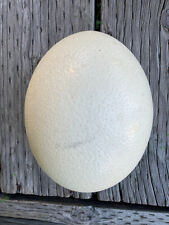 Blank ostrich egg for sale  San Francisco