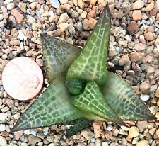 Succulent Plant--Haworthia venosa tessellata--Netted Vein! for sale  Shipping to South Africa