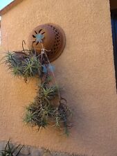 Lot tillandsia tiges20 d'occasion  Saint-Cyprien