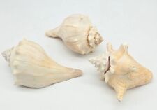 Real natural shells for sale  Nashville