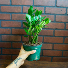 Plant inch potted for sale  Homestead