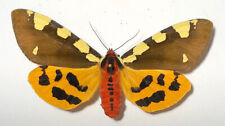 ARCTIA (Pericallia)MATRONULA **** female****POLAND, used for sale  Shipping to South Africa