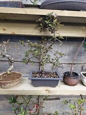 rhododendron tree for sale  ASHTON-UNDER-LYNE