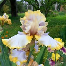 Tall bearded iris for sale  Ojai