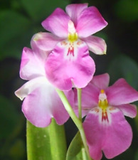small orchid small for sale  Tucson